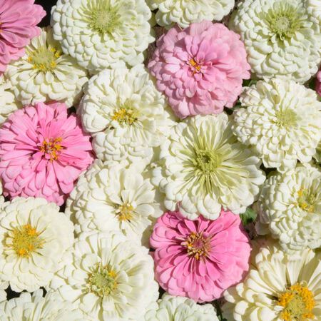 Blushing Bride, Zinnia Seeds - Packet image number null